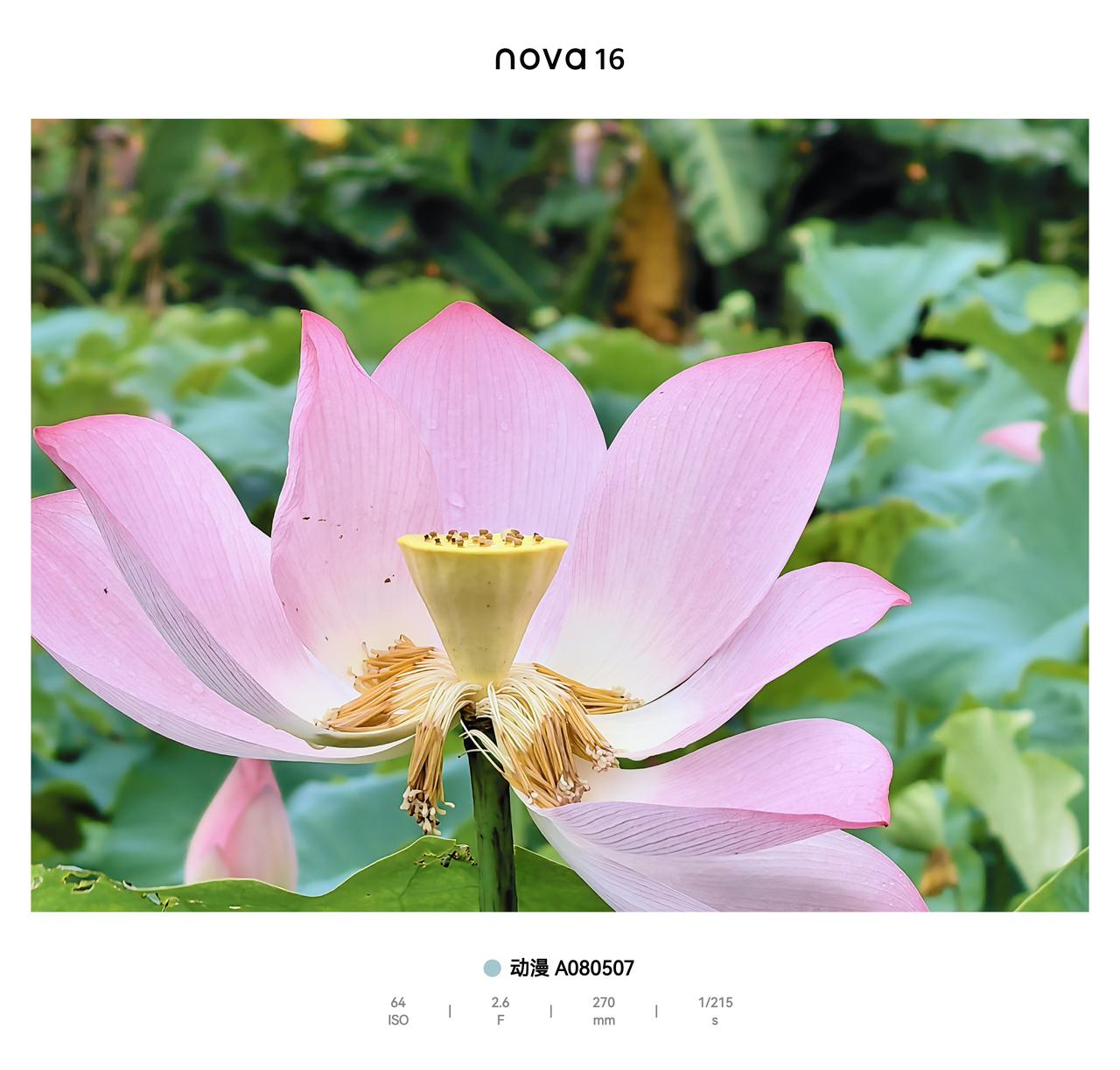 6月花香，nova同光，周日掉进向荷花海，观澜版画村藏着向日葵田野，荷花池塘，又