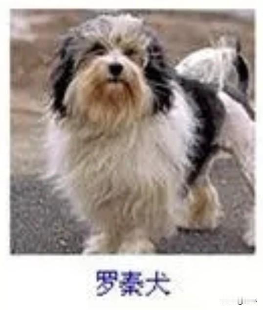 菩萨蛮22·罗秦犬
       茸毛叠作云堆雪，斑斑墨韵融晴色。顾盼带温驯，憨