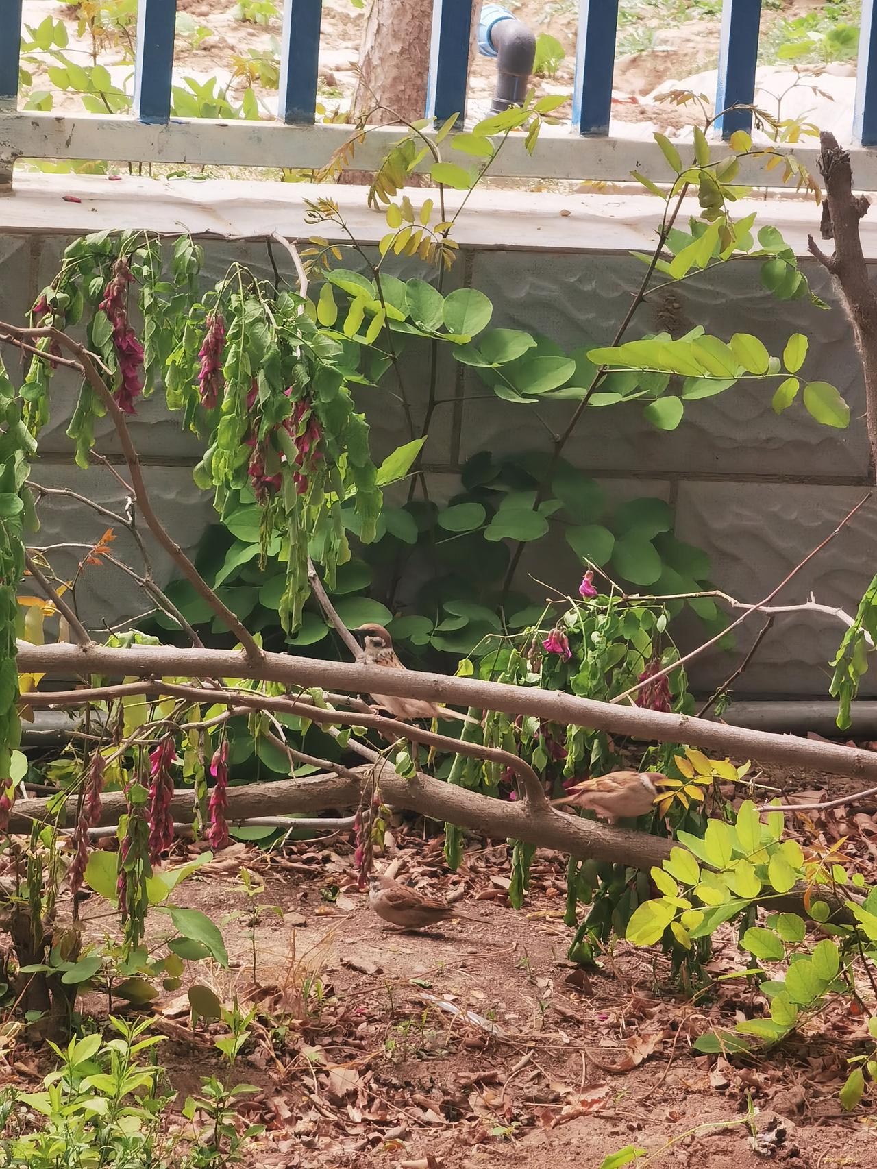 图片不美
有点混乱
乱中有宝
谁能找见
找到小鸟
眼睛年轻