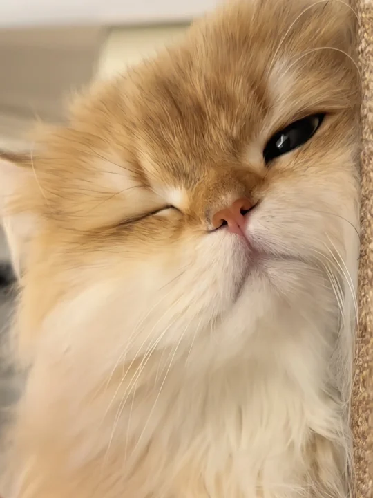 咪不敢闭眼 怕人偷亲