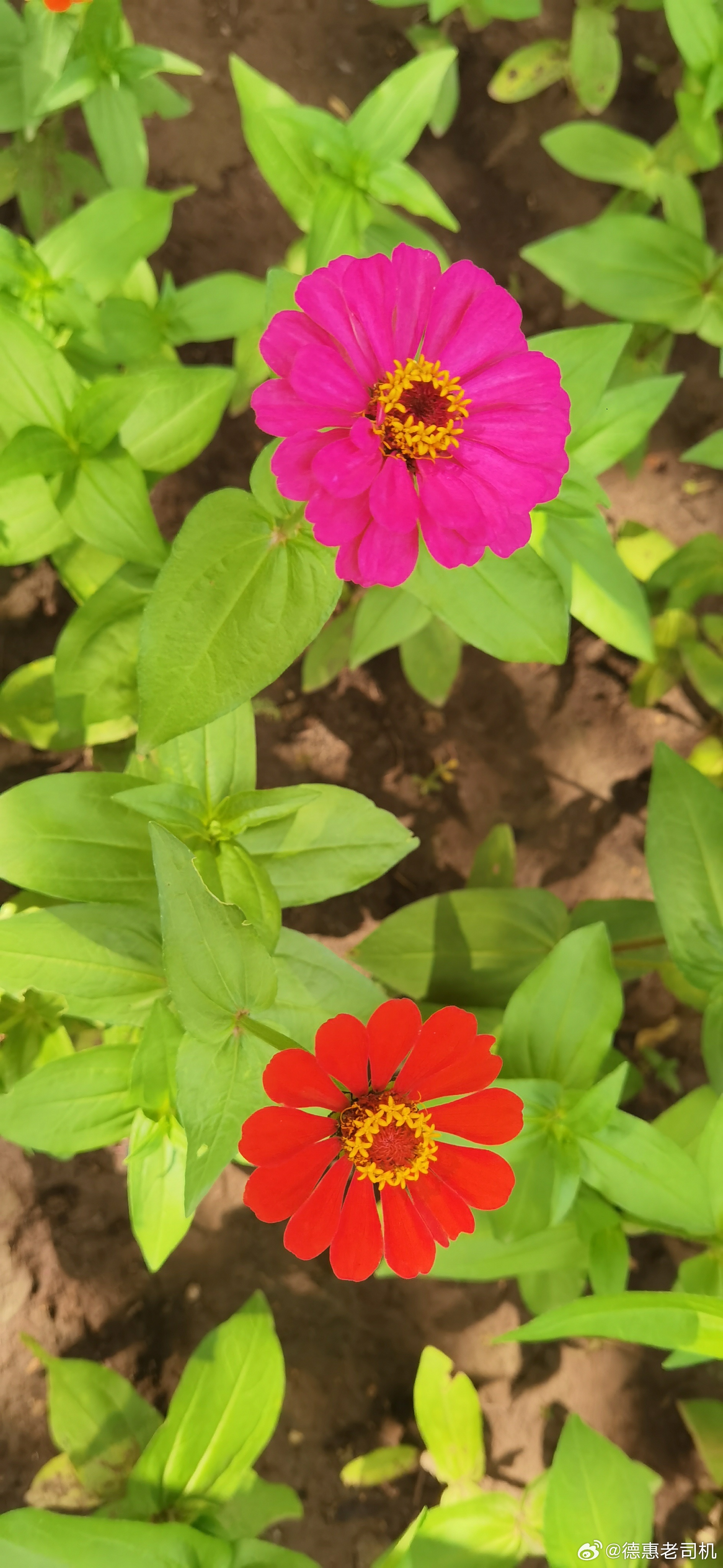 随手拍花草上午好德惠·幸福里岸