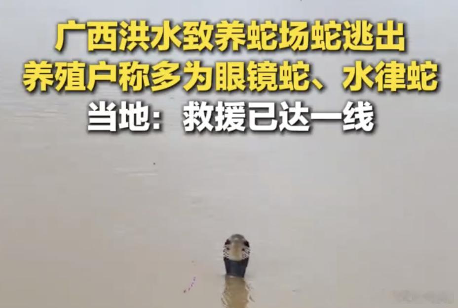 洪水致养蛇场蛇逃出有眼镜蛇  一发洪水，眼镜蛇出来了。广西横州市云表镇邓圩村一处