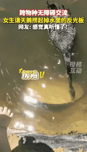 谁能料到一只黑天鹅居然懂人情世故，实打实帮游客捞回落水物件，这件小事撕开了人和自