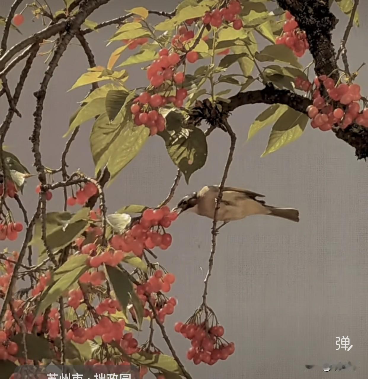 鸟🦜吃樱桃
