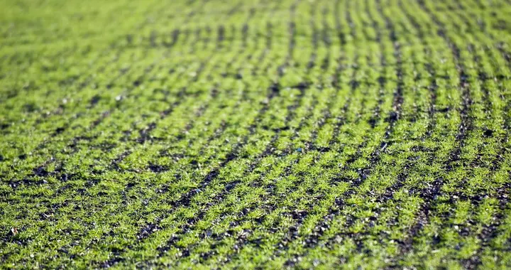 中东战火引爆全球粮食危机？龙头“600108”5个涨停，彻底爆了！