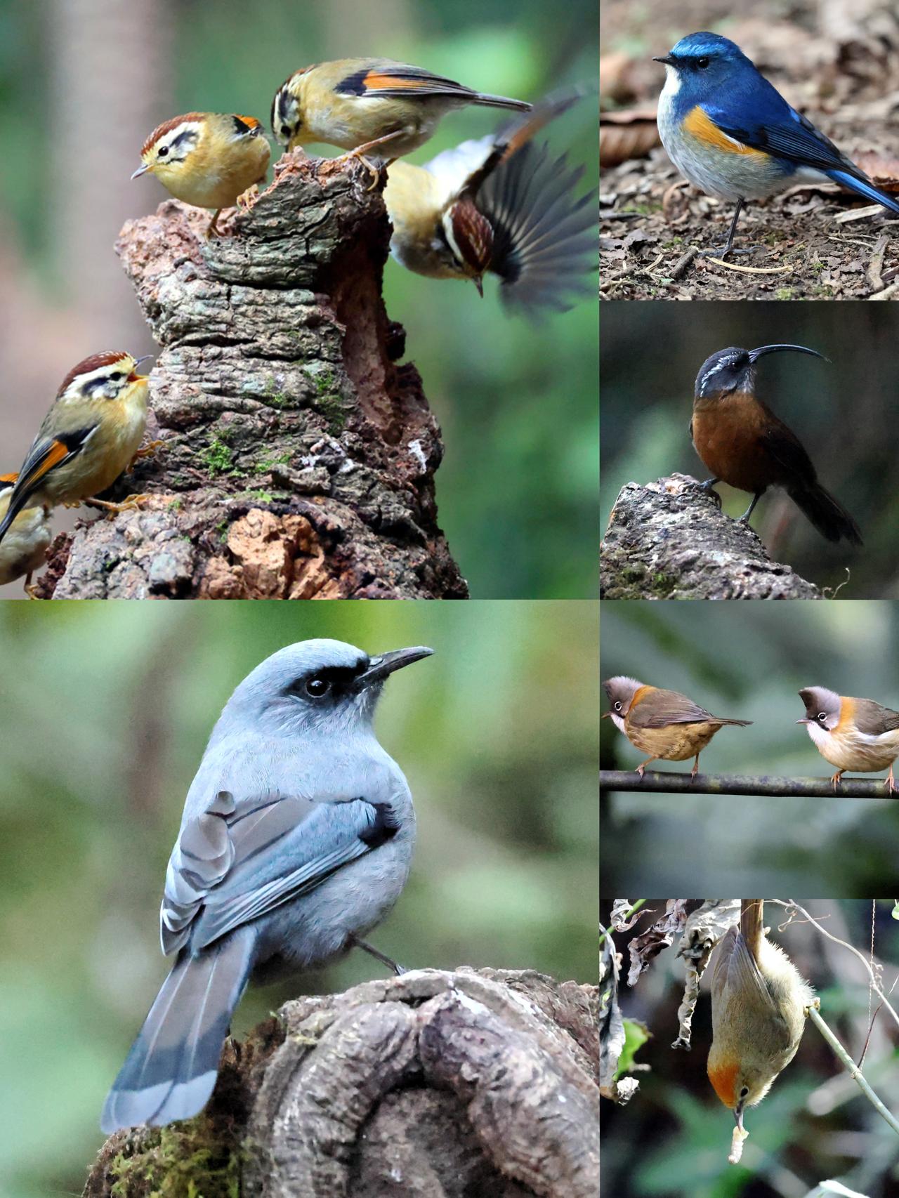 3天姜家寨我拍到39种鸟！
不久前我去腾冲姜家寨拍了3天鸟。姜家寨位于高黎贡山西