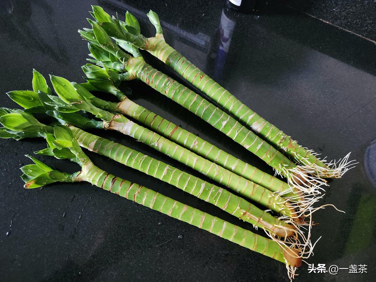 我“创造”了一个奇迹，被扔在罐头瓶里十几天没管的富贵竹，居然起死回生又活了！
