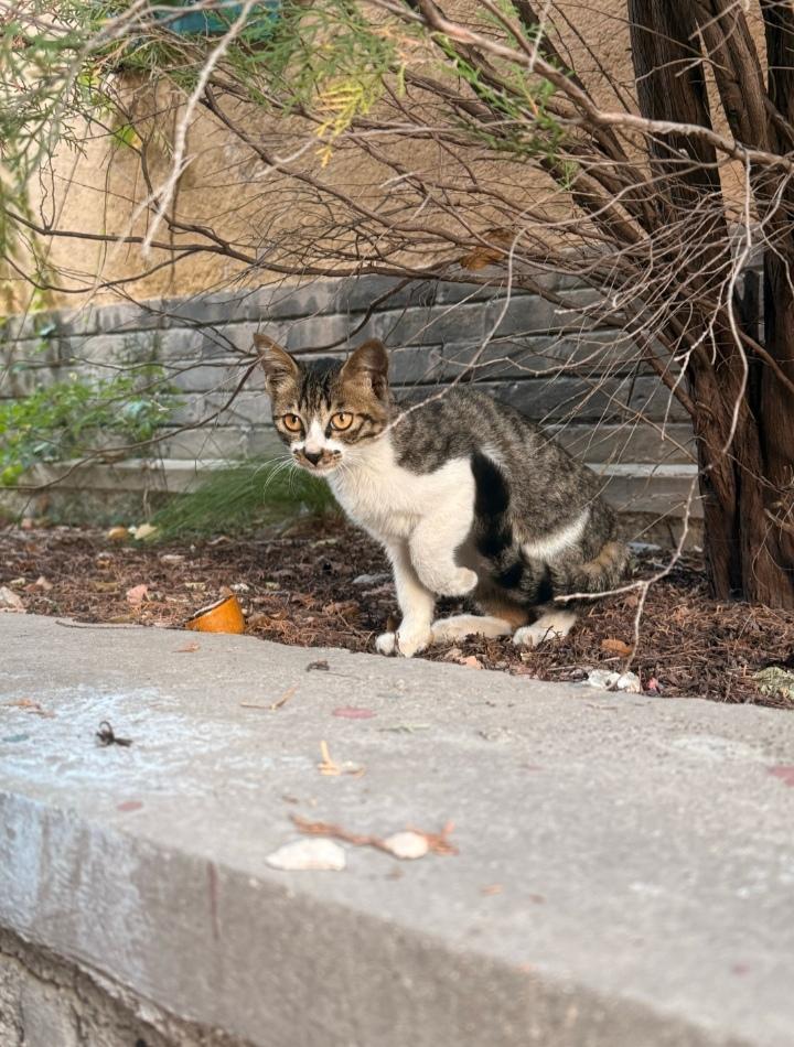 古刹清风里，那些入定的“禅猫”

有人说，世界上的猫分两种：一种是普通的猫，另一