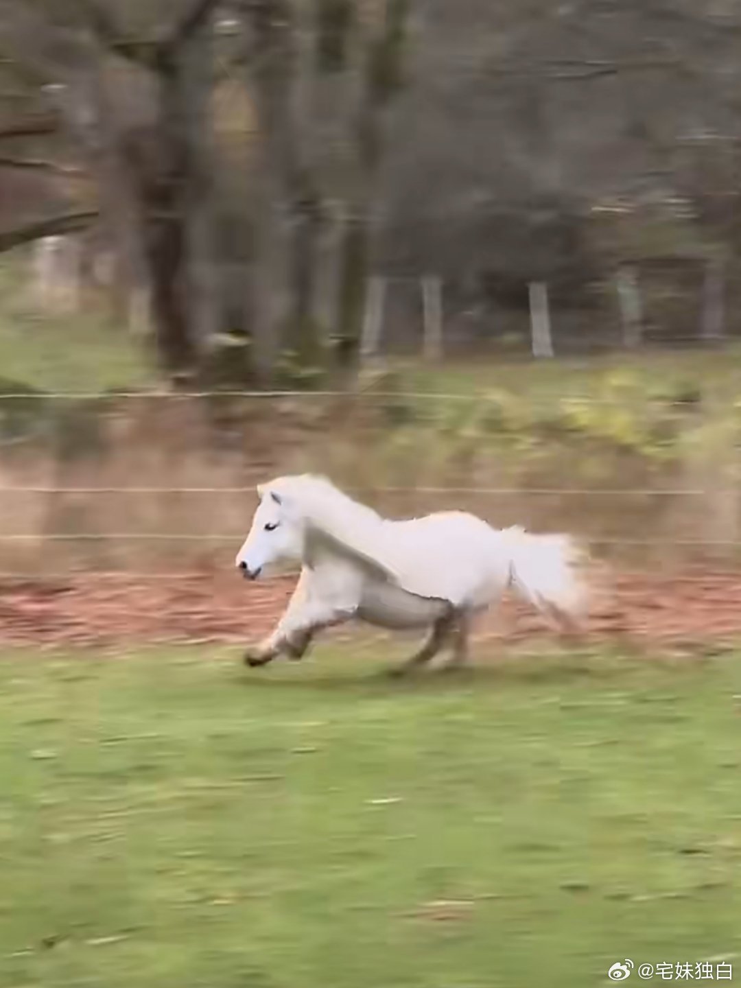 商家称马年矮脚马销量暴涨7成马年吉祥萌宠出圈，矮脚马销量大涨七成，日均花费两三块