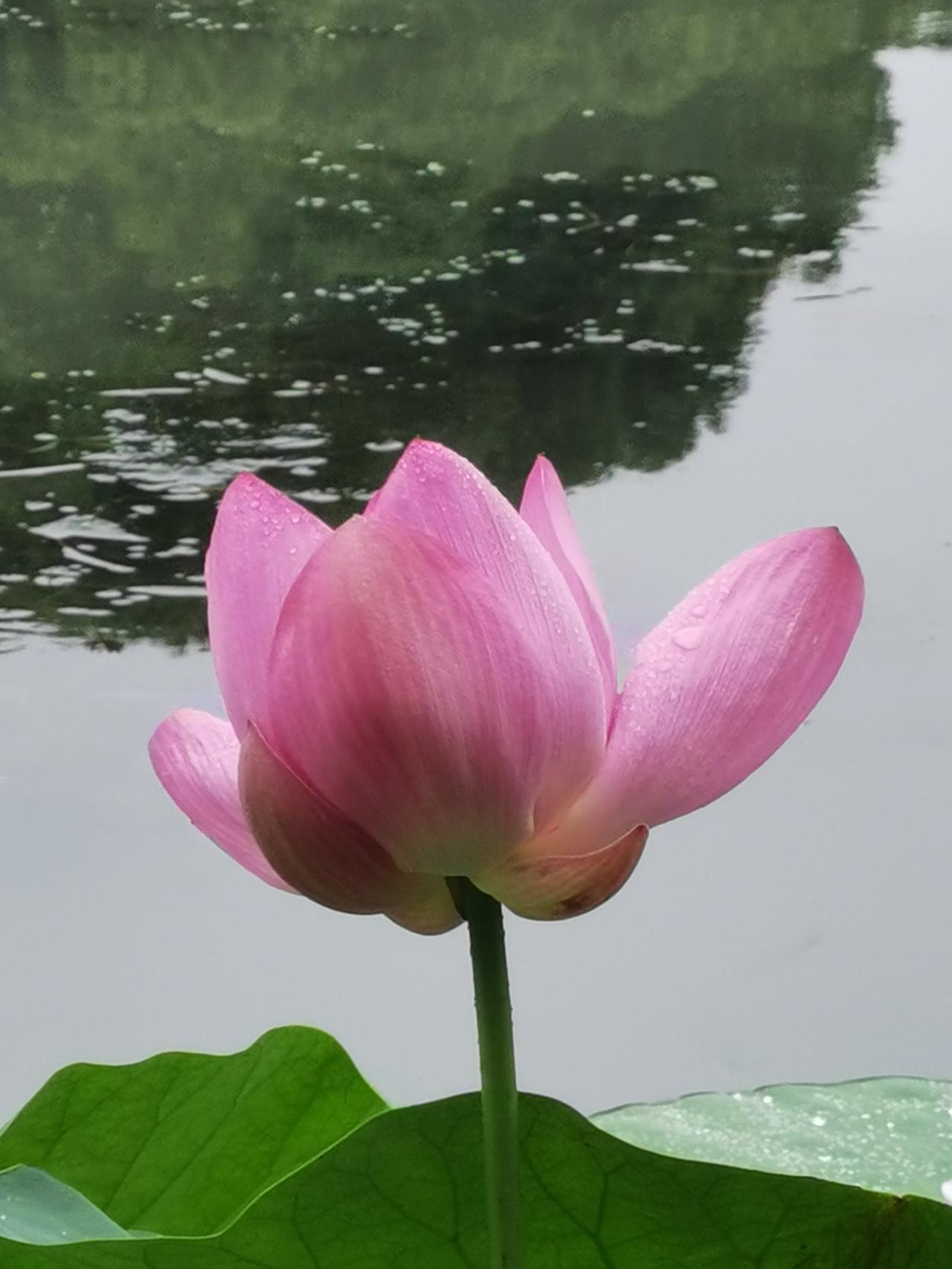 洋泾湖的荷花，洁净剔透。