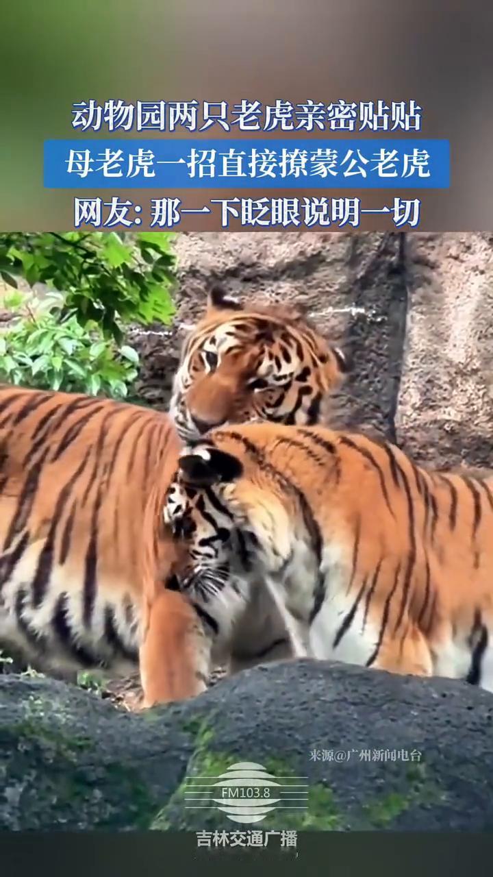 动物园两只老虎亲密贴贴，母老虎一招直接撩蒙公老虎。
来源：广州新闻电台。
网友：