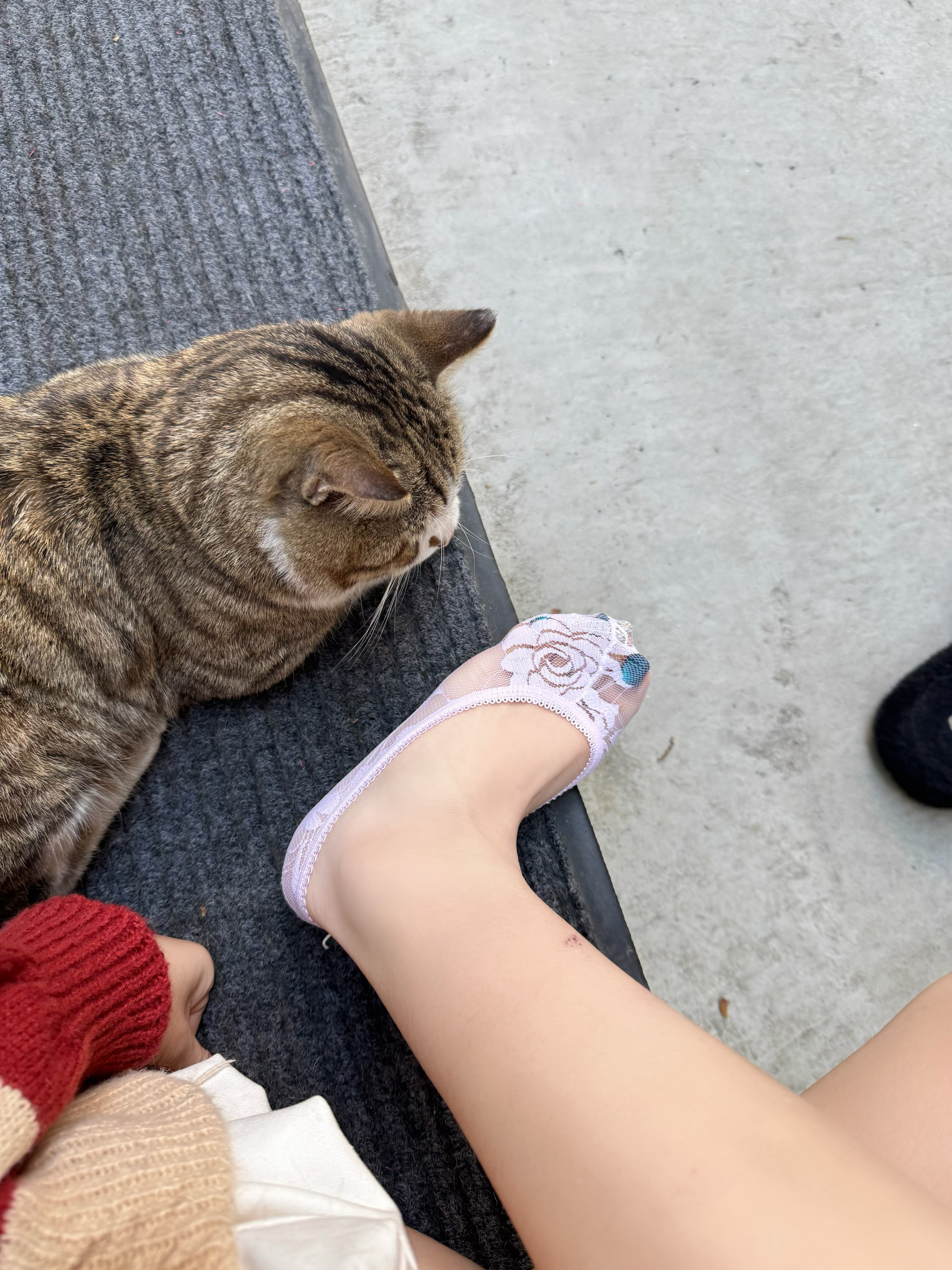 碰到一只在晒太阳的猫咪🐱 