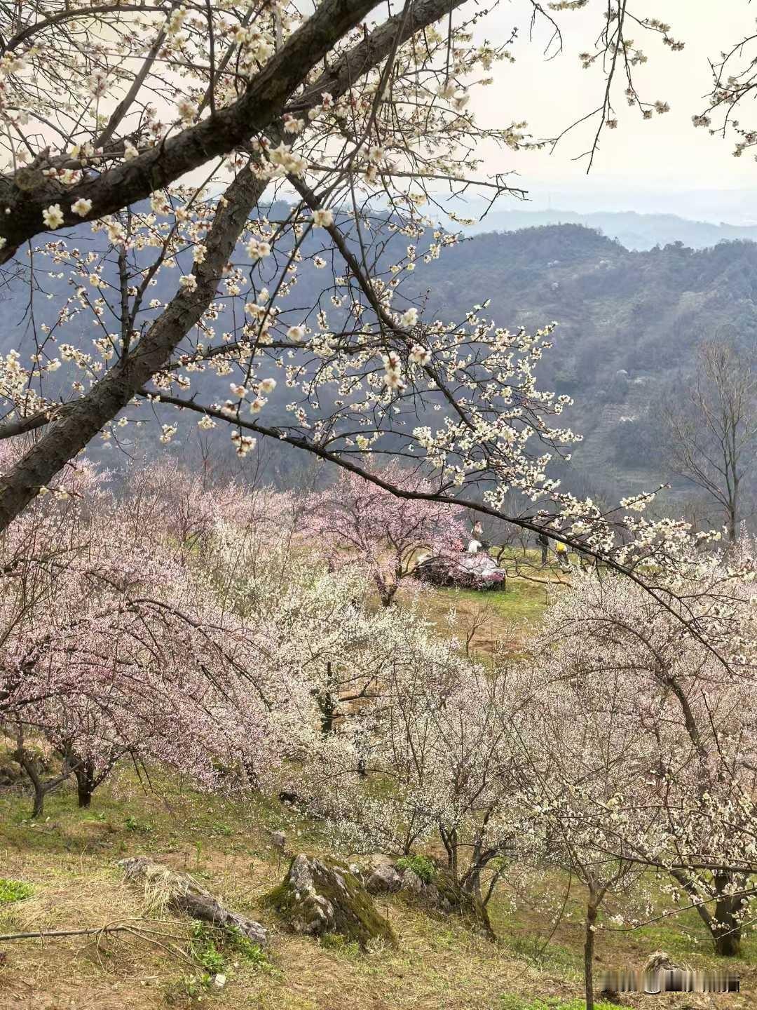 「一枝疏影一斛春」
千米云端之上
千亩青梅一场盛大的告白
风过山峦时
漫山骨朵簌