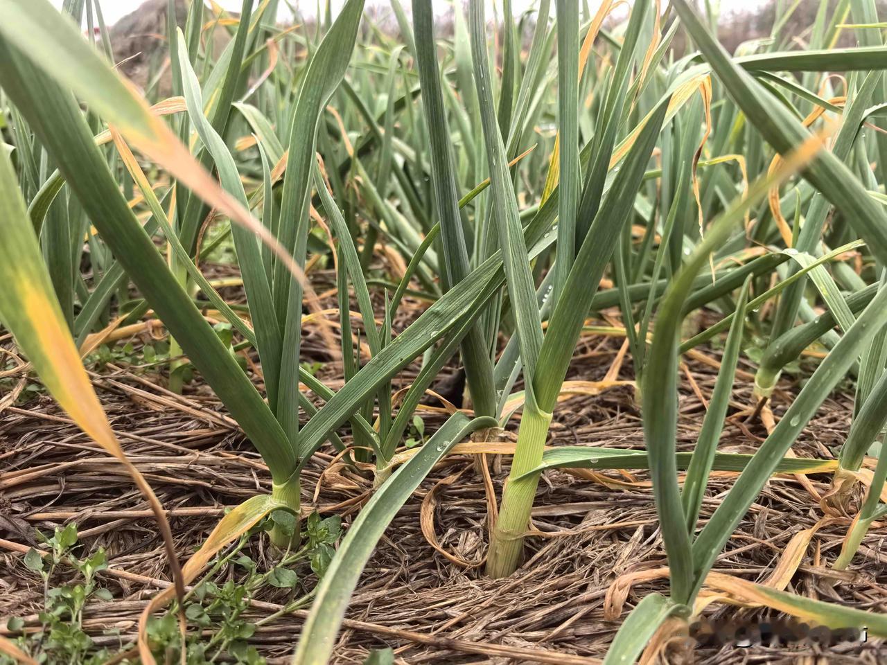 下辈子绝不做周末夫妻，周末夫妻的难
放假了，还没来得及喘口气，便要收拾东西到老公