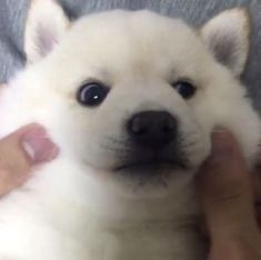 狗时候 ​​​