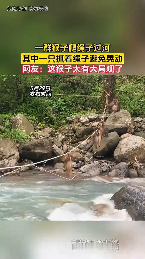 一群猴子爬绳子过河，其中一只抓着绳子避免晃动。网友：这猴子太有大局观了。
5月2