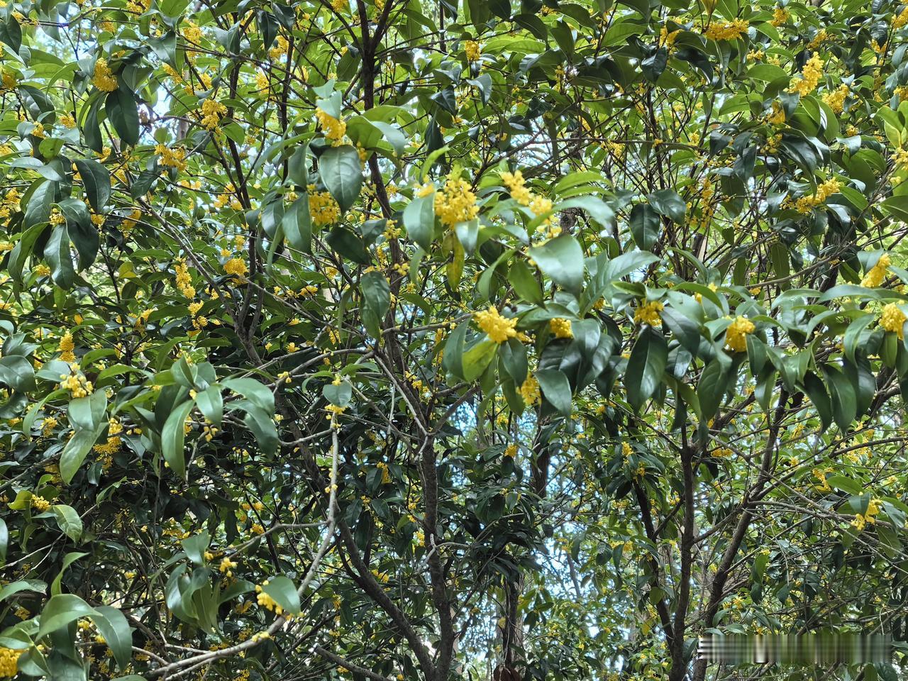 满城飘香

前几天写过一段文字，描述对今年桂花的失望之情，开得既迟，又不闻其香。