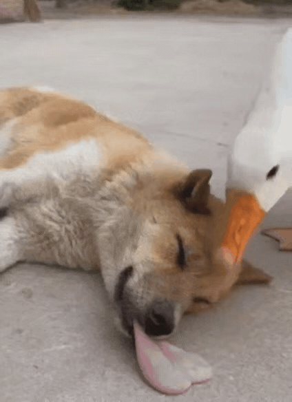 笑不活了！大白鹅趁狗睡觉咬舌头，狗子被疼醒追着打！
 
狗子睡得正香，舌头伸得老