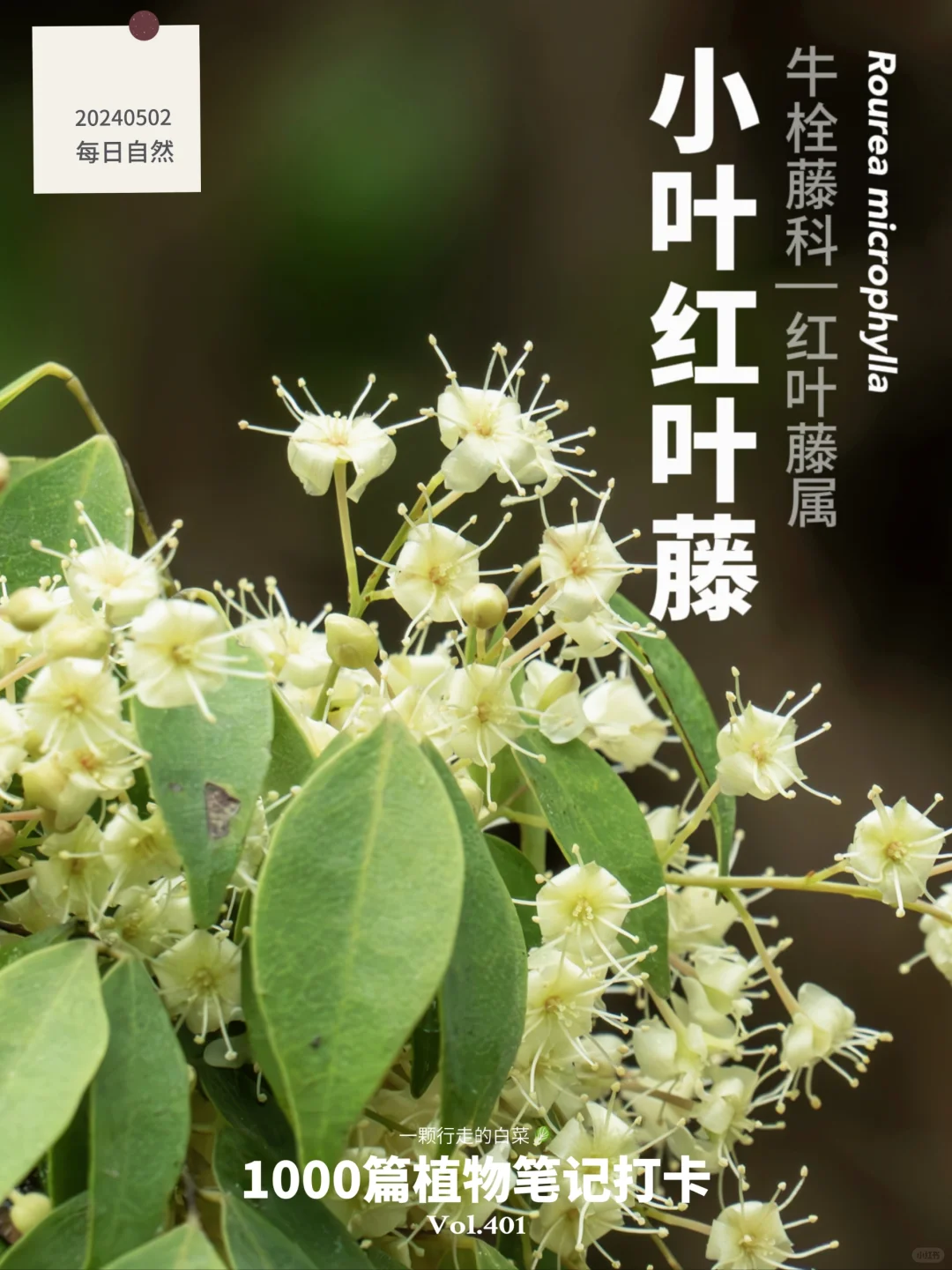 植物笔记401 | 雨后山野被它的花惊艳了