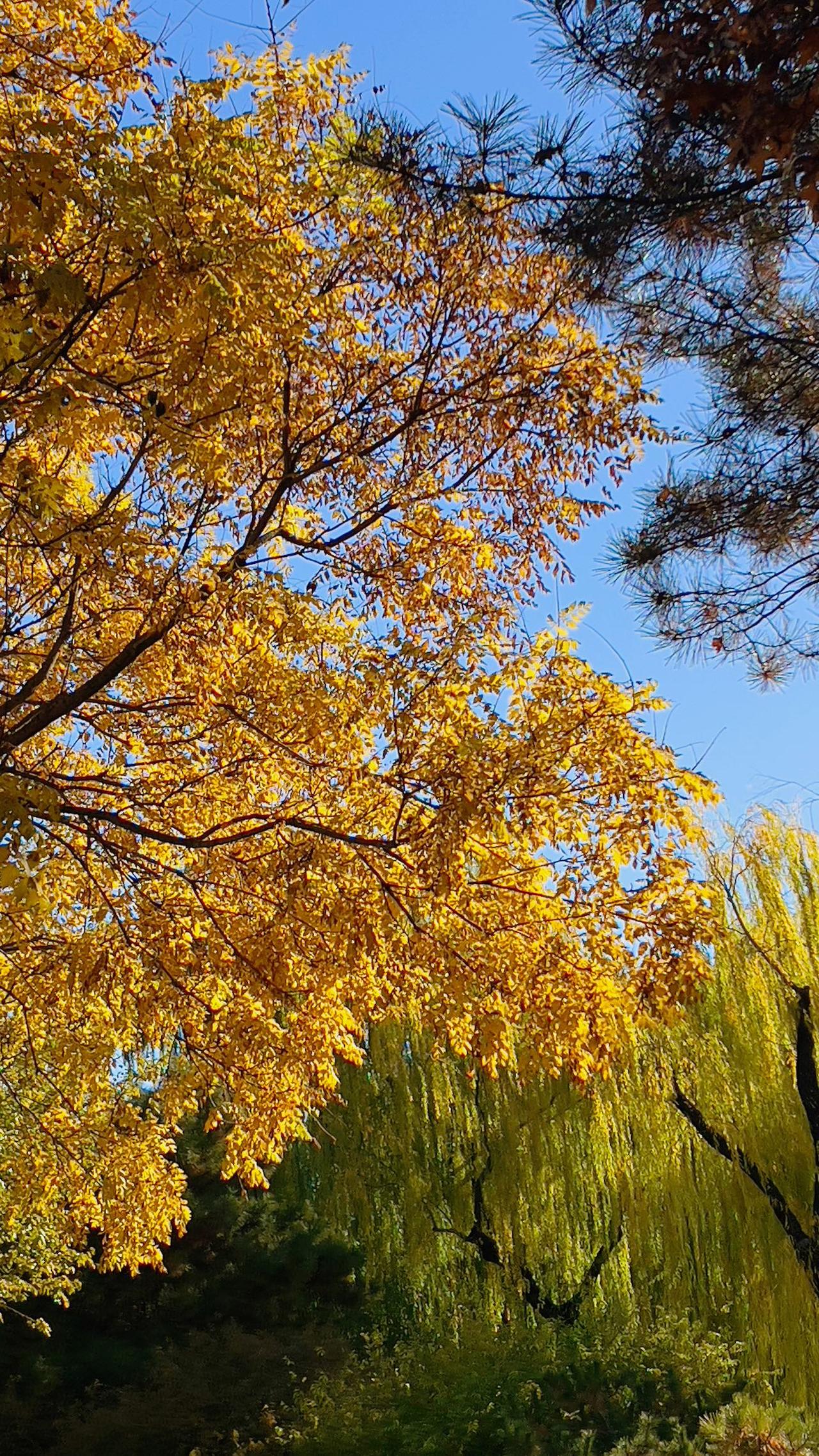 可以分享一张秋景的树叶的照片吗？