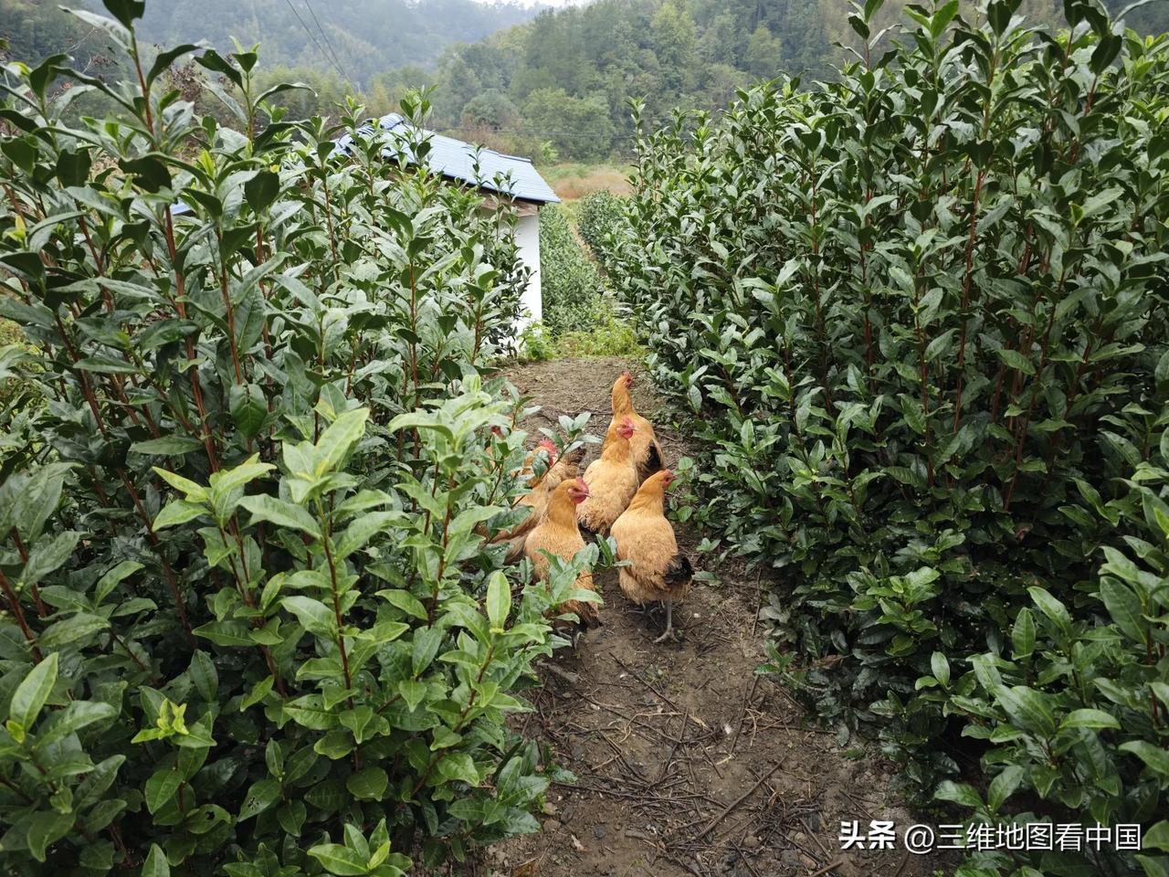 即便是农村人，可能也不知道这是不是土鸡！
你觉得这是不是土鸡呢？