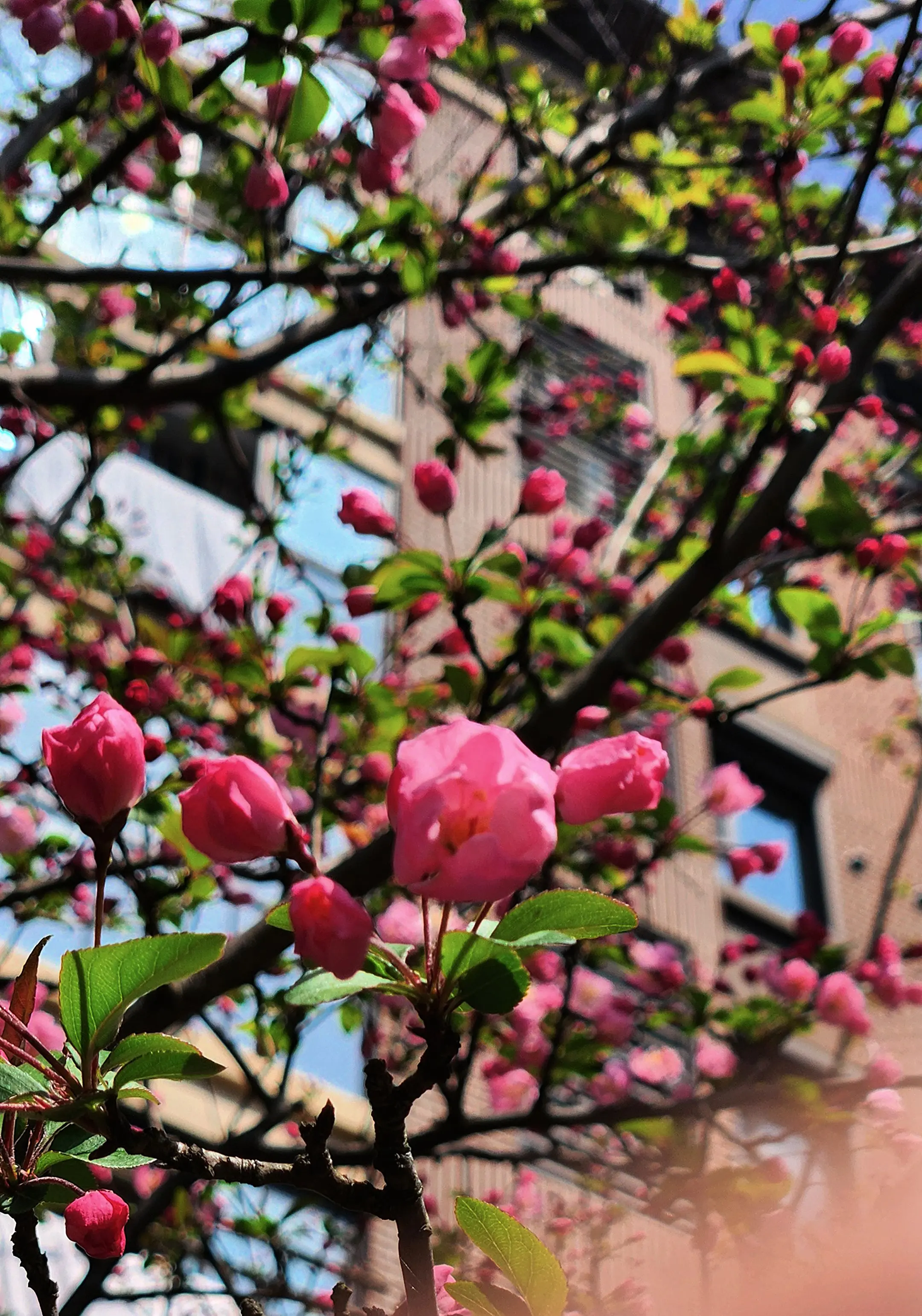 此花为何花