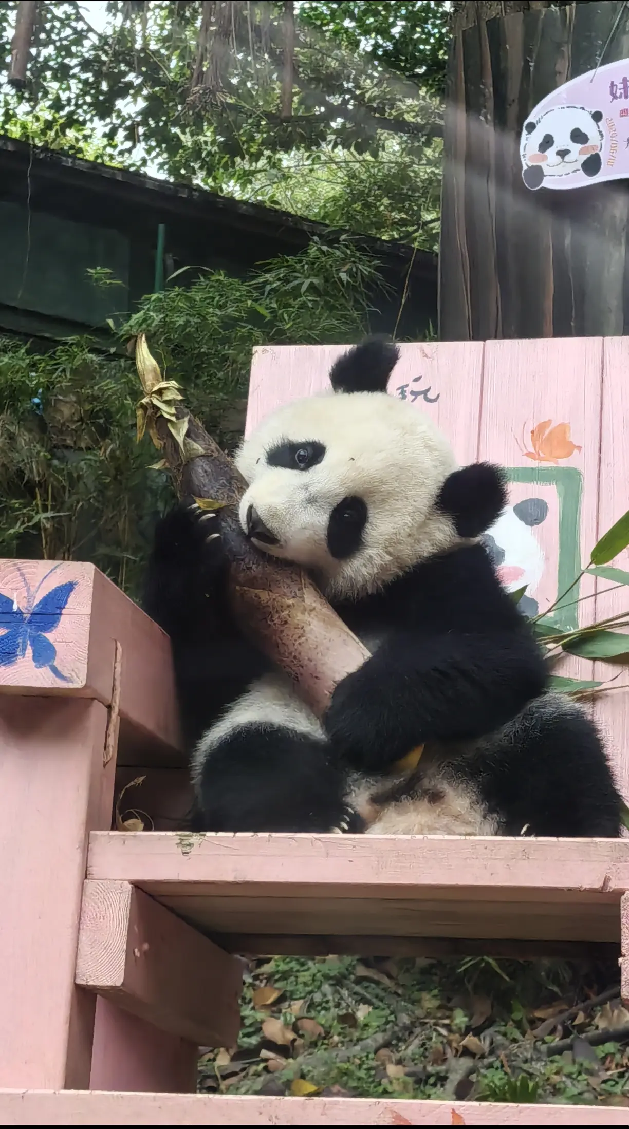 妹猪的大竹笋哈