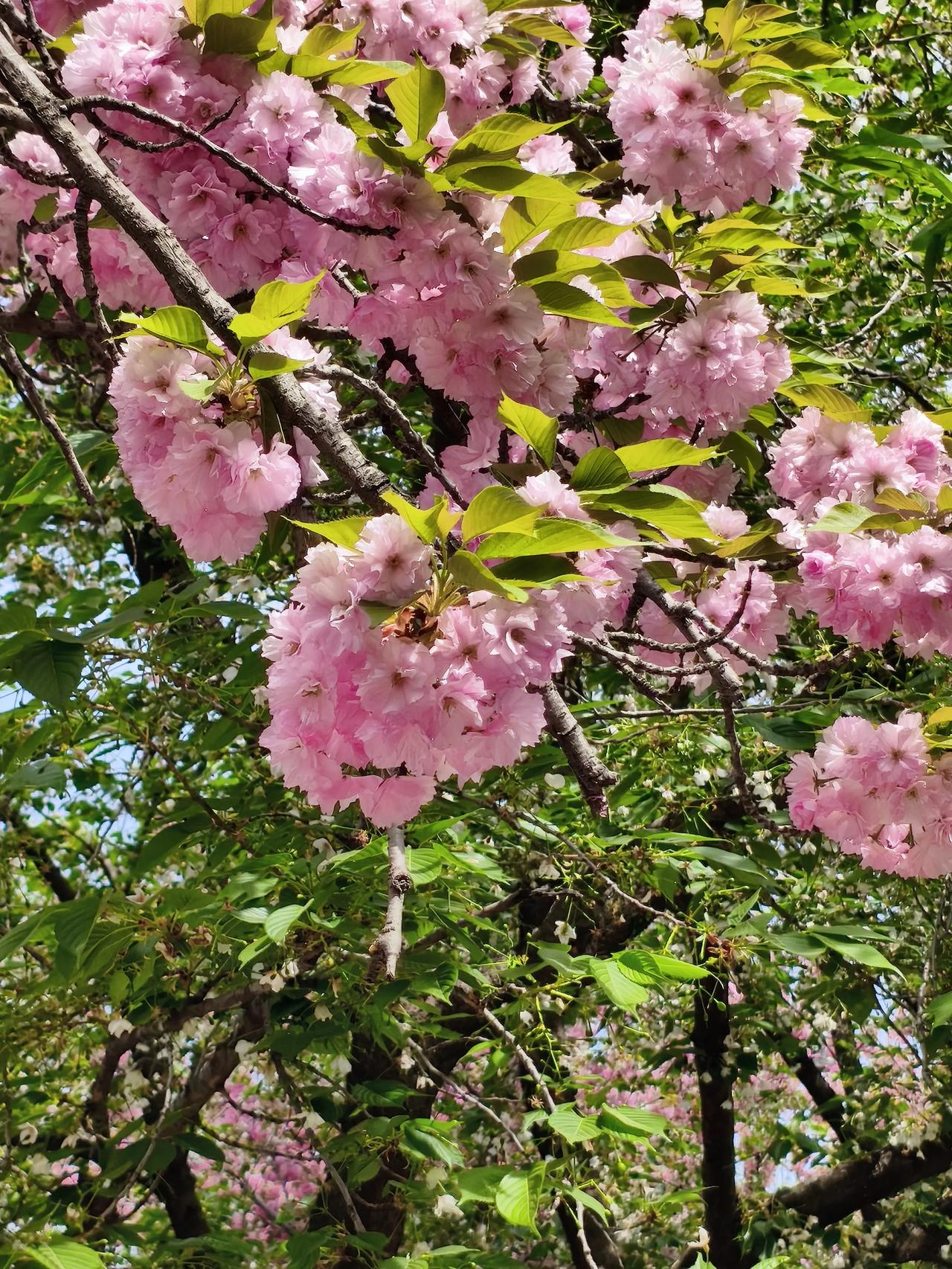 @今日开销记账今天老张生日，饭菜肯比平时要丰富一点，花费肯定也更多哦。

现在天