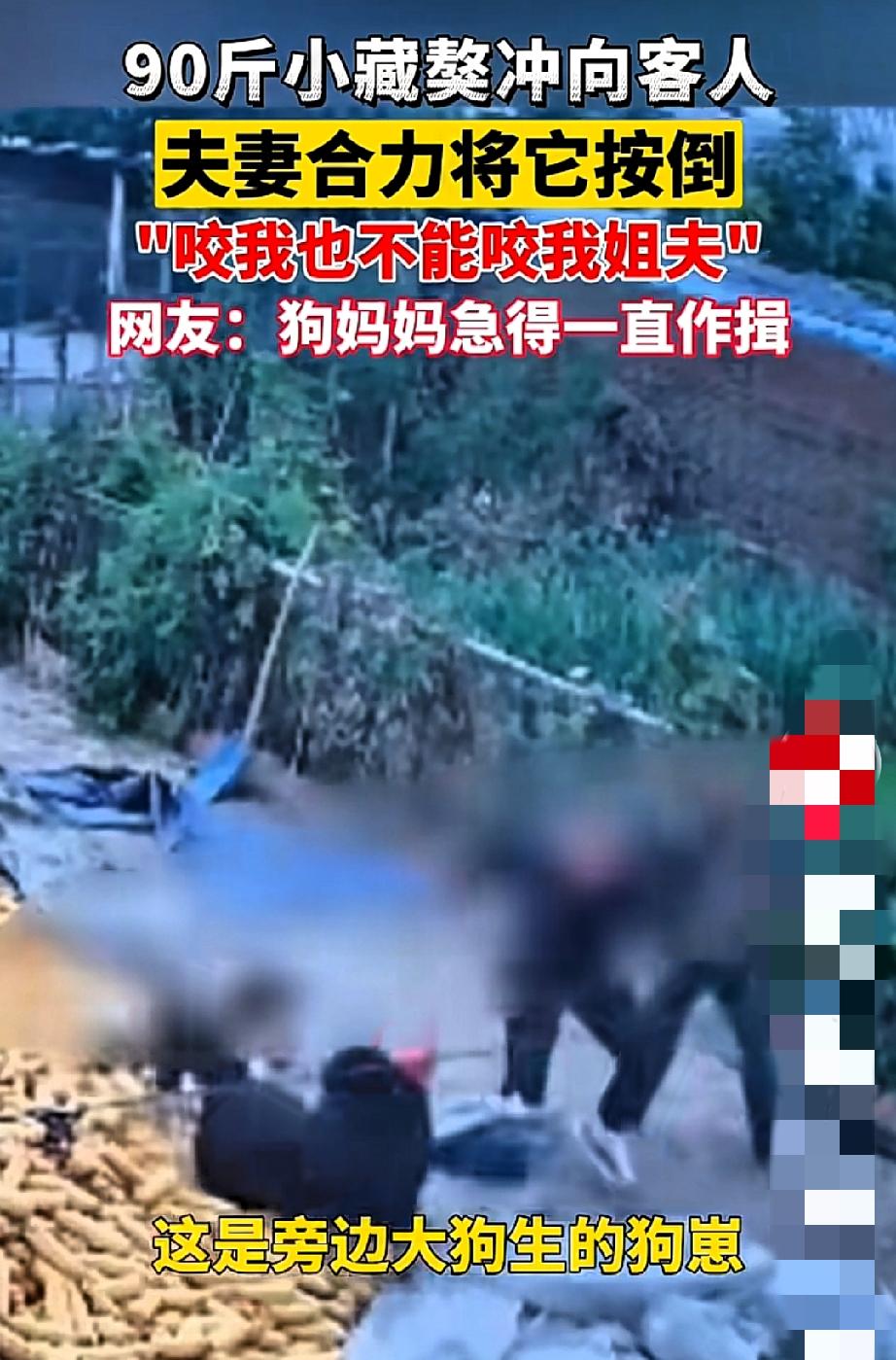 谁能想到去邻居家谈个事还能遭遇藏獒突袭？10月12号辽宁锦州这事儿，看得人后背发