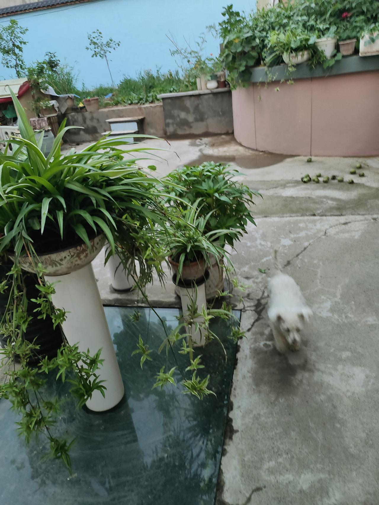 夏日氛围感随手拍不必奔赴远方，自家小院就有好风光。吊兰垂下嫩枝，小狗踏过水泥地，