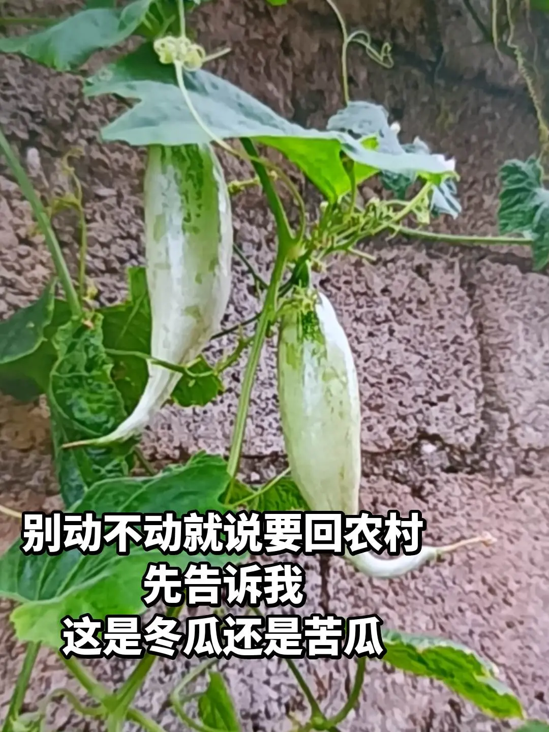 告诉我这是什么果子，再回农村吧