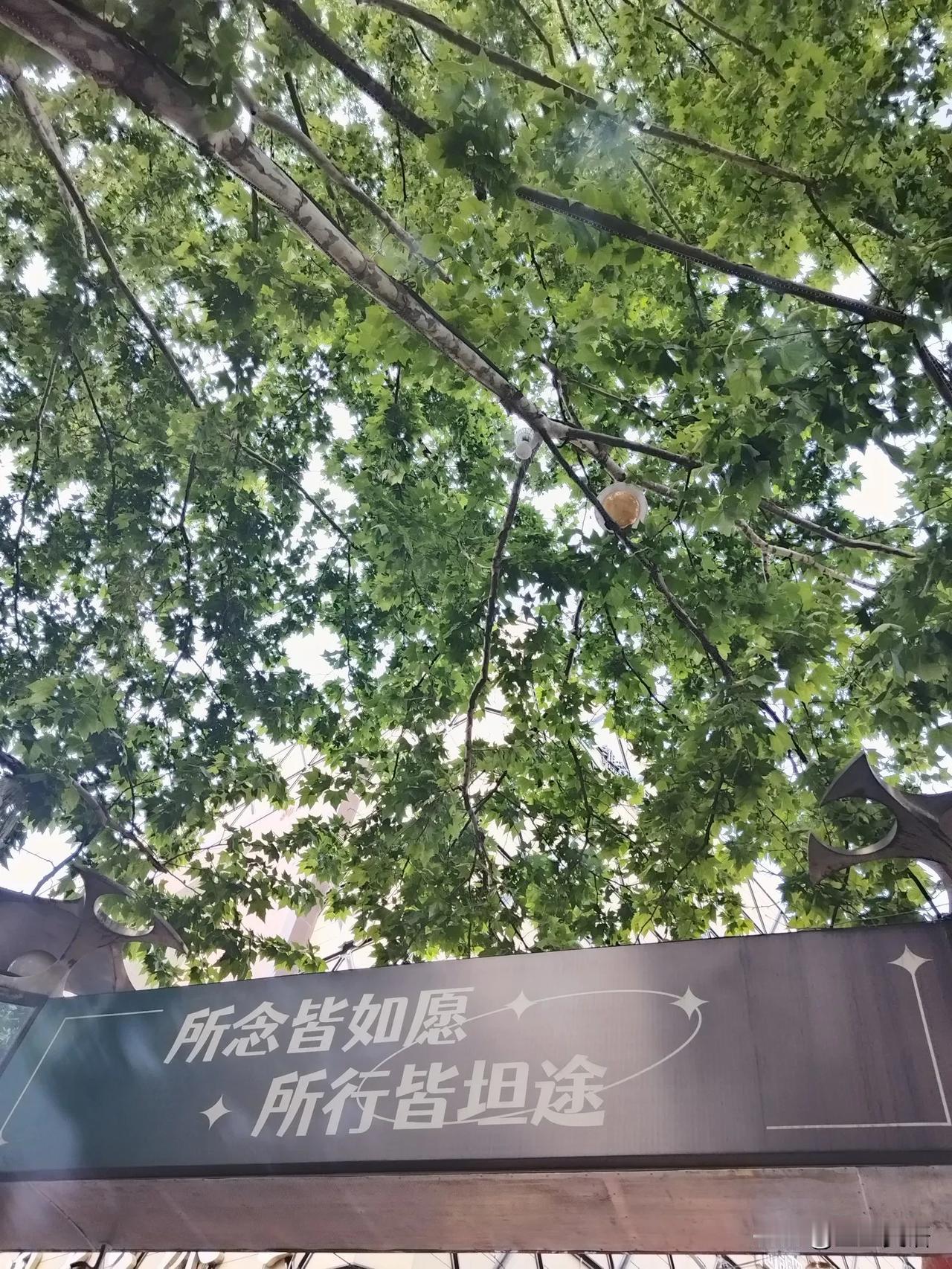 人和人不一样，树和树也不一样。村里步行街中间这棵树，像一把巨大的伞，枝繁叶茂，又