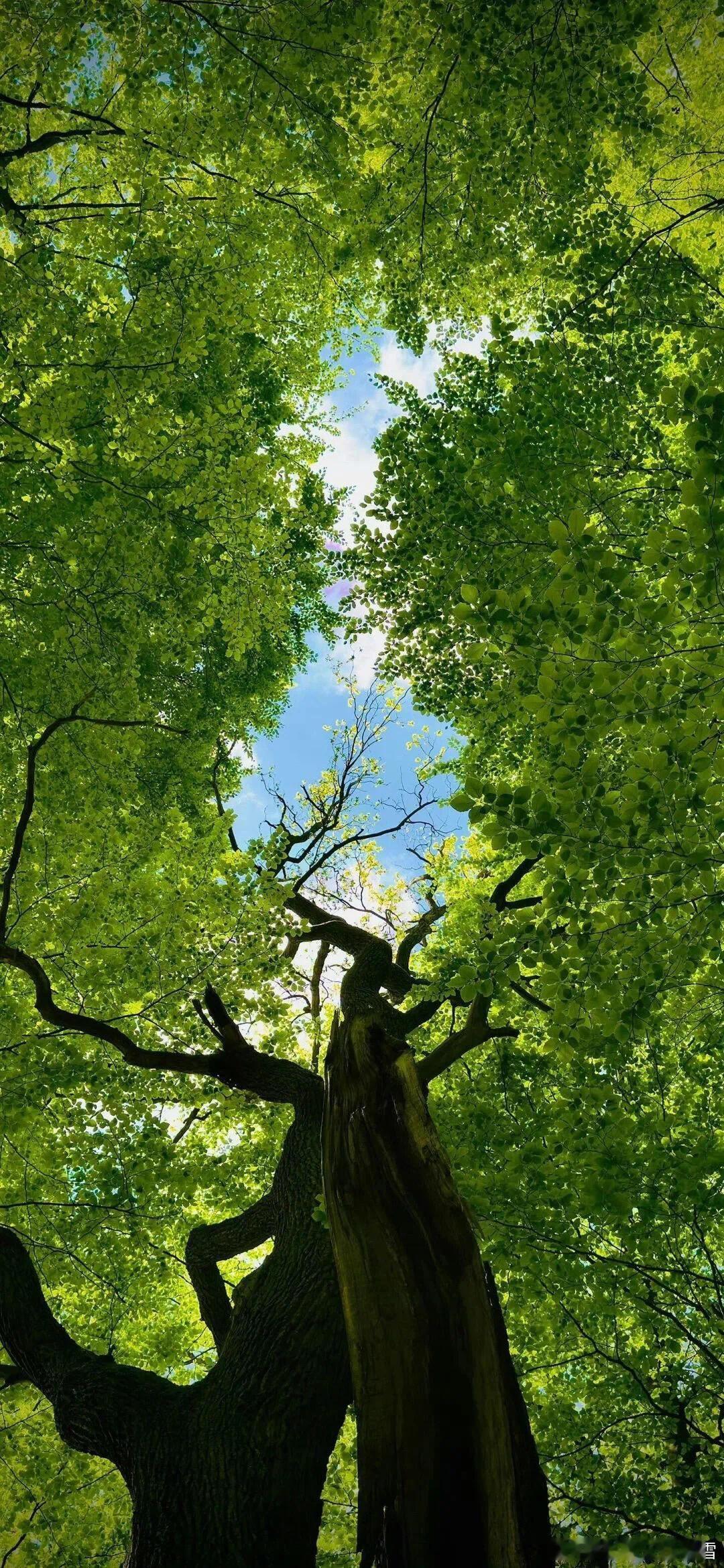 夏天就适合用绿色的壁纸治愈系壁纸 ｜清新壁纸｜壁纸分享｜唯美壁纸｜每日壁纸分享