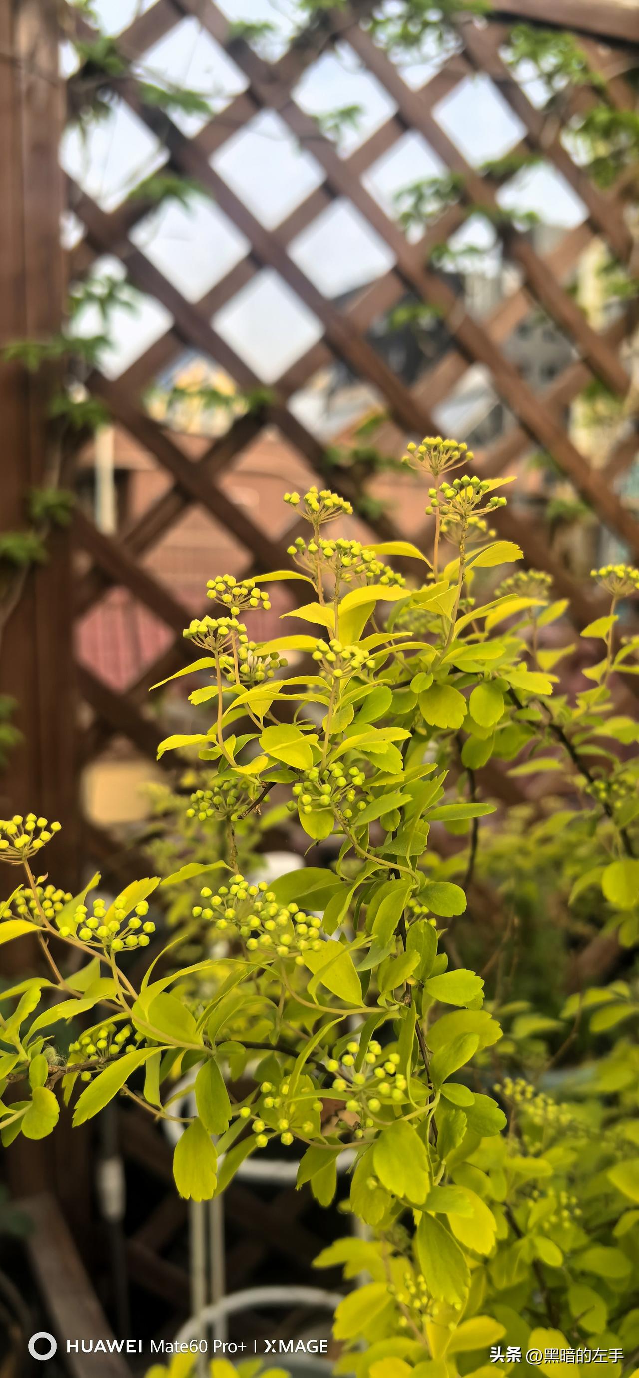 花园里已经种了数年的绣线菊，于春日暖阳下已挂满了盈盈花苞！起初不过是在养了十年的