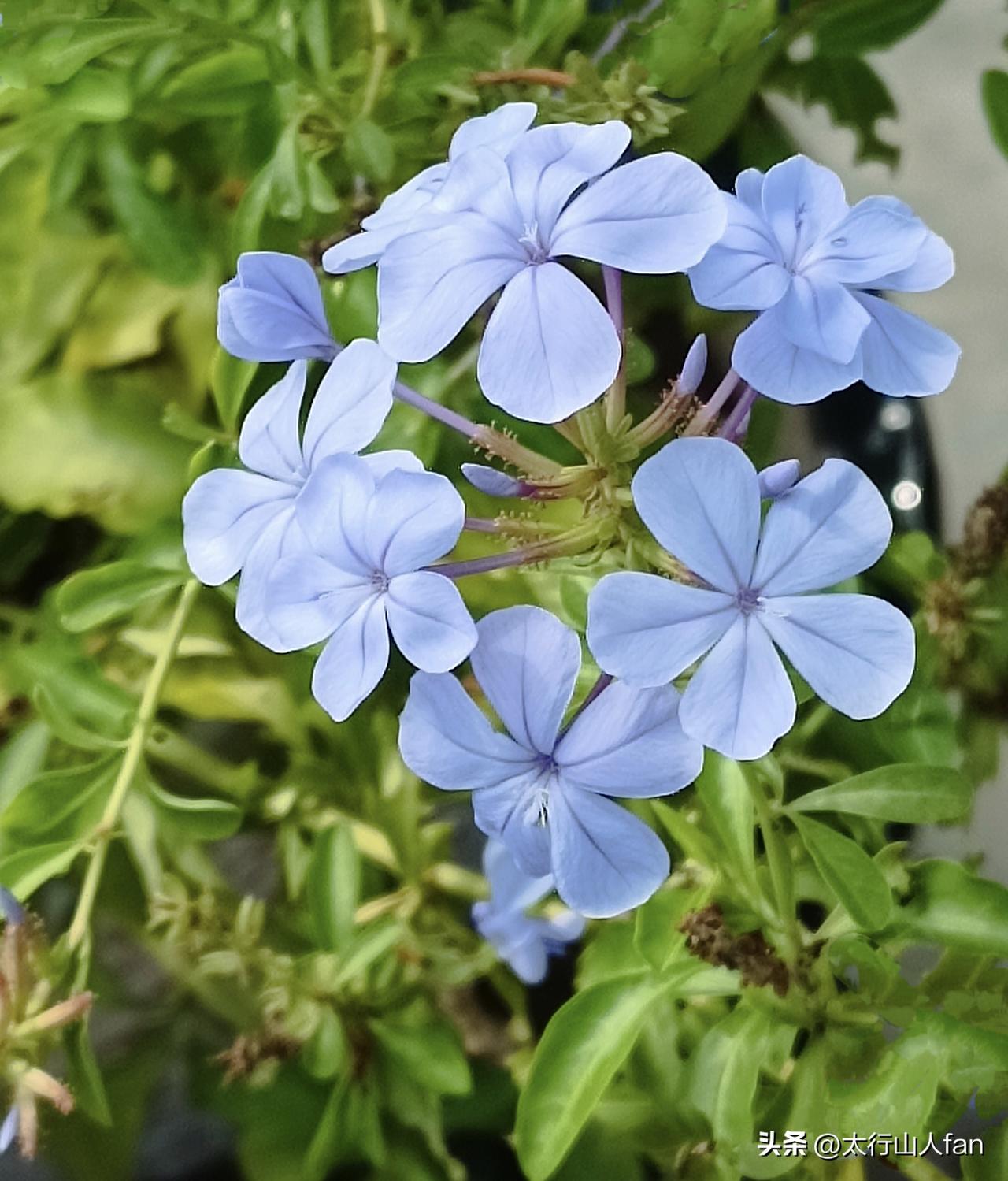 清新雅致的蓝雪花
（学名：蓝雪花，又名蓝花丹，白花丹科白花丹属灌木）
（图片：拍