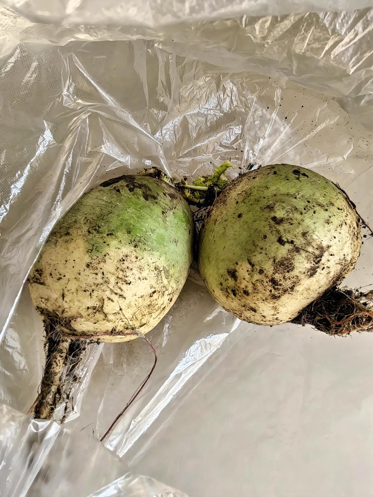 我这是缺心眼儿吗？
买了两个红心萝卜，卖萝卜的老头儿没有二维码，要现金。
我没有