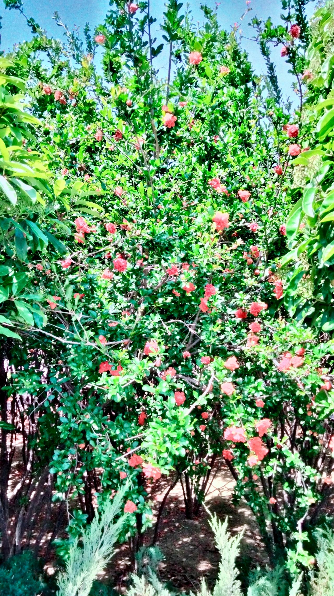 有些石榴花莫名其妙，不懂自己为啥争奇斗艳，拼尽全力惊艳枝头，难道只开花，结不了果