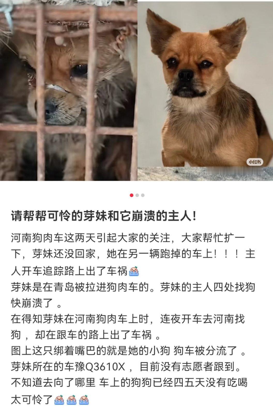 潘宏不反对吃狗肉 可我们根本就没有合法养殖的肉狗厂啊！狗是伴侣动物，吃狗肉虽然不