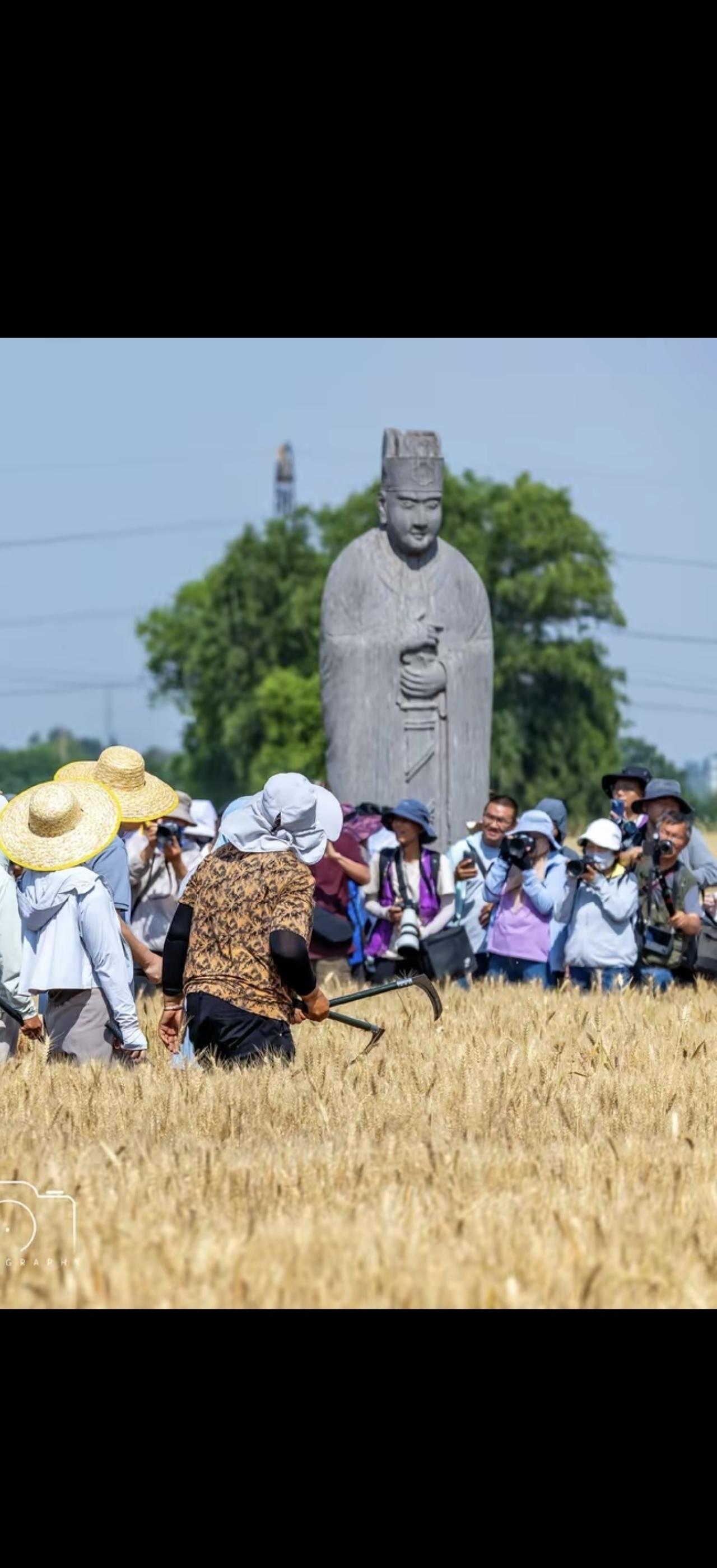 6月2日，河南巩义北宋永泰陵迎来麦收。尽管高温达35℃，仍有大批游客和摄影爱好者