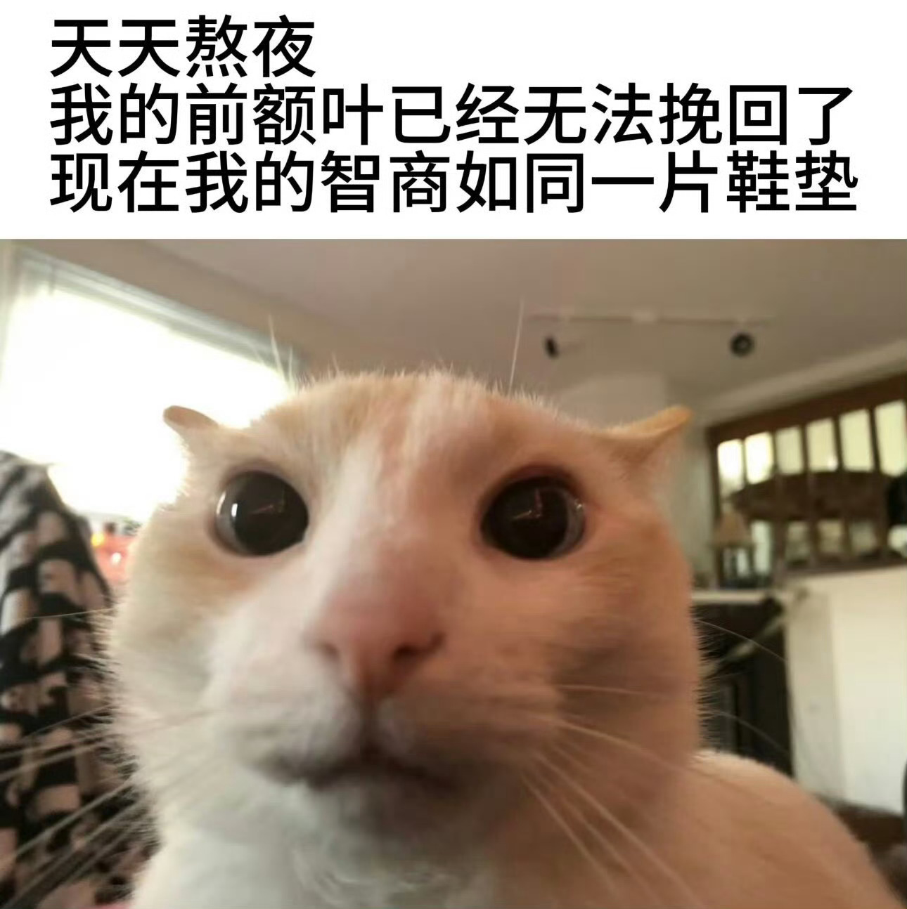 饭也不吃了，觉依然不睡了，班也不上了，天天就在看那个以前最鄙视的🍅文