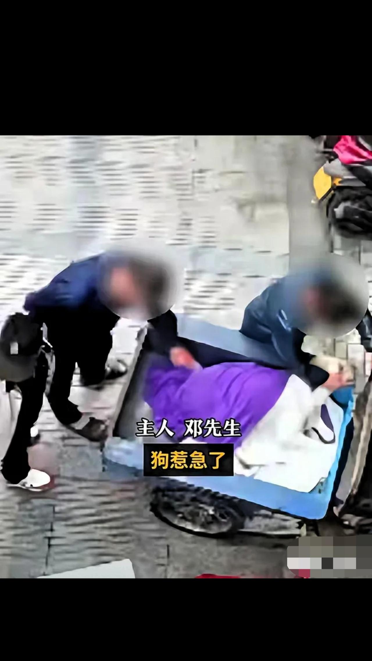 “手真欠啊！”广东阳江，男子跑一店门口，反复拍打、挑逗睡在三轮车里的拉布拉多犬，
