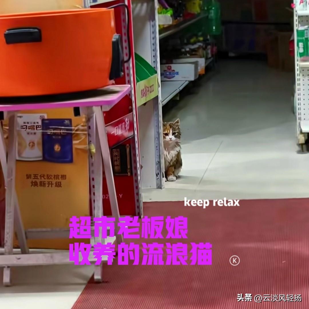 一只流浪的小猫咪，经常跑到超市里面找吃的，善良的老板娘，每次都会喂它两根火腿肠。