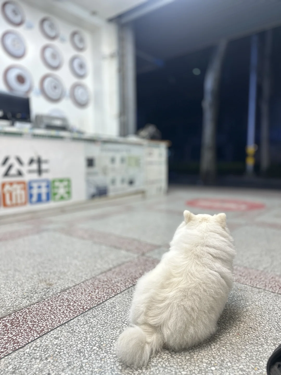 小文失去了爱他的曾祖父