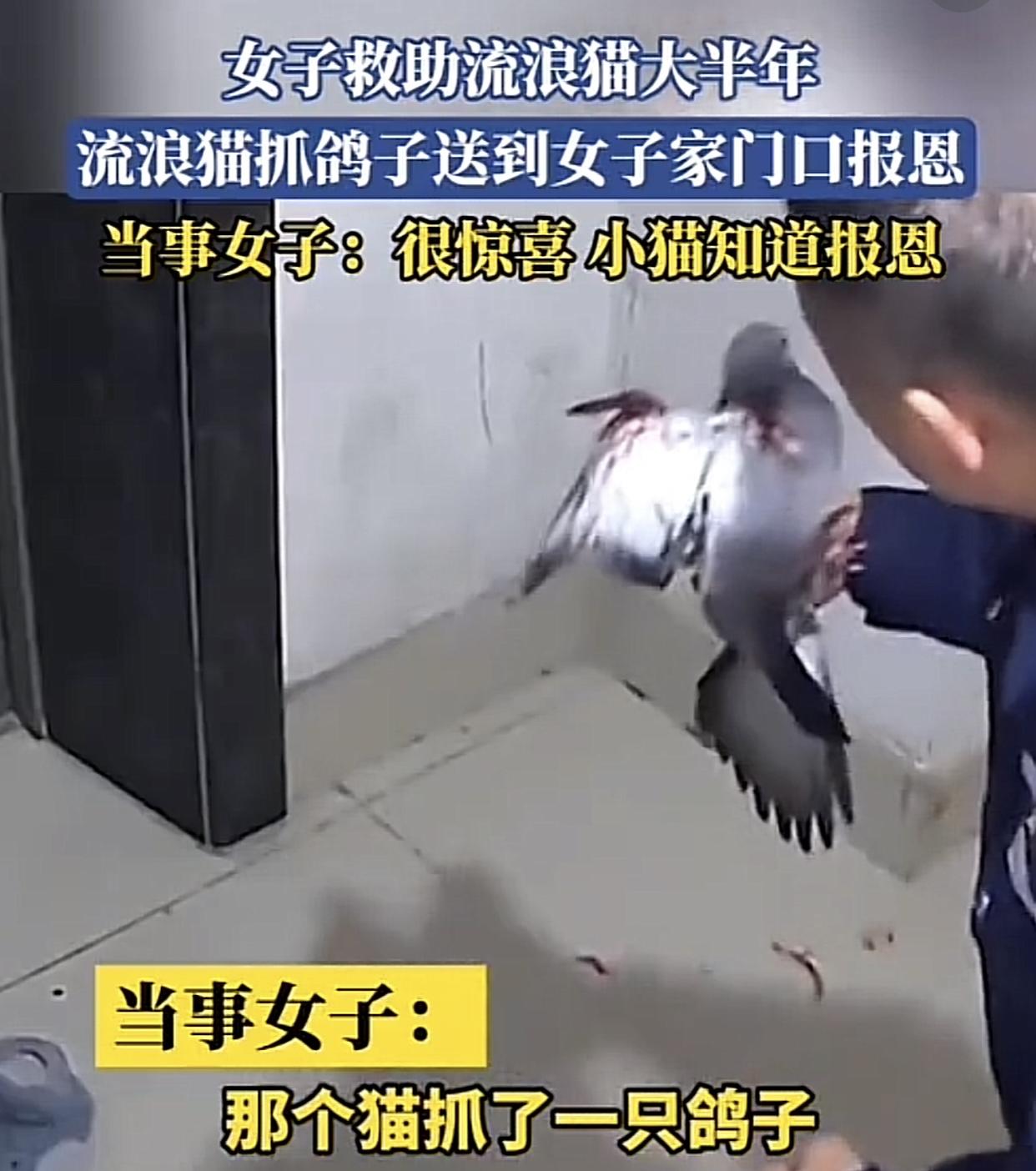 如果流浪猫抓鸽子反哺喂养的女子是暖心报恩，那江苏这只被猫抓来的鸽子算是什么动物，