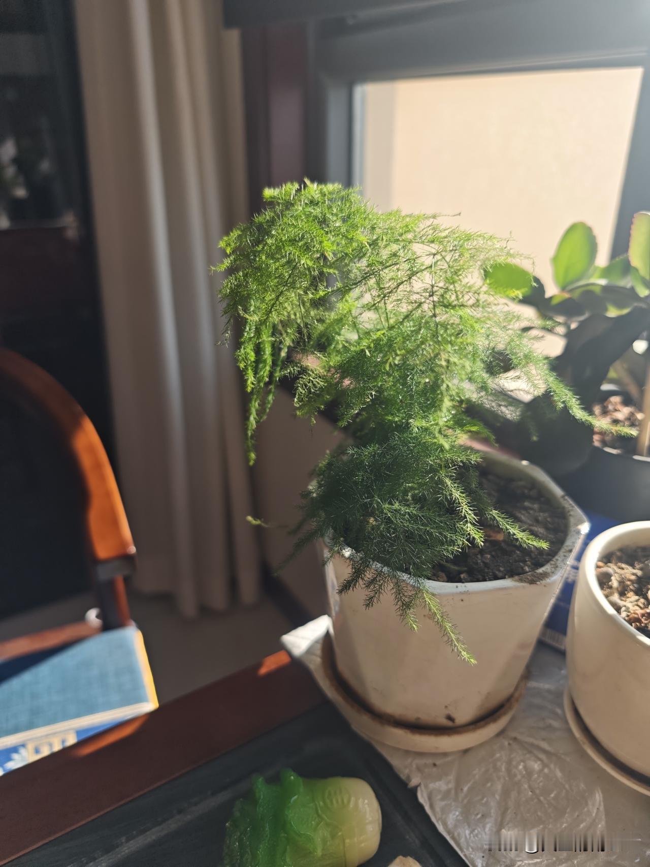 坐在窗前享受这阳光沐浴，品一壶香茗，日子过得舒坦。