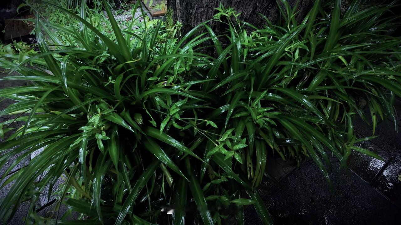 带着大疆拍雨天，如何出片？保姆级参数结尾 大疆action4 运动相机