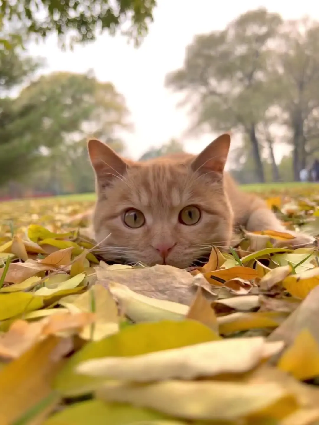 刚拍的live猫猫，它好可爱呀 圆圆的脸蛋，结实的小身板，全身橘色像一...