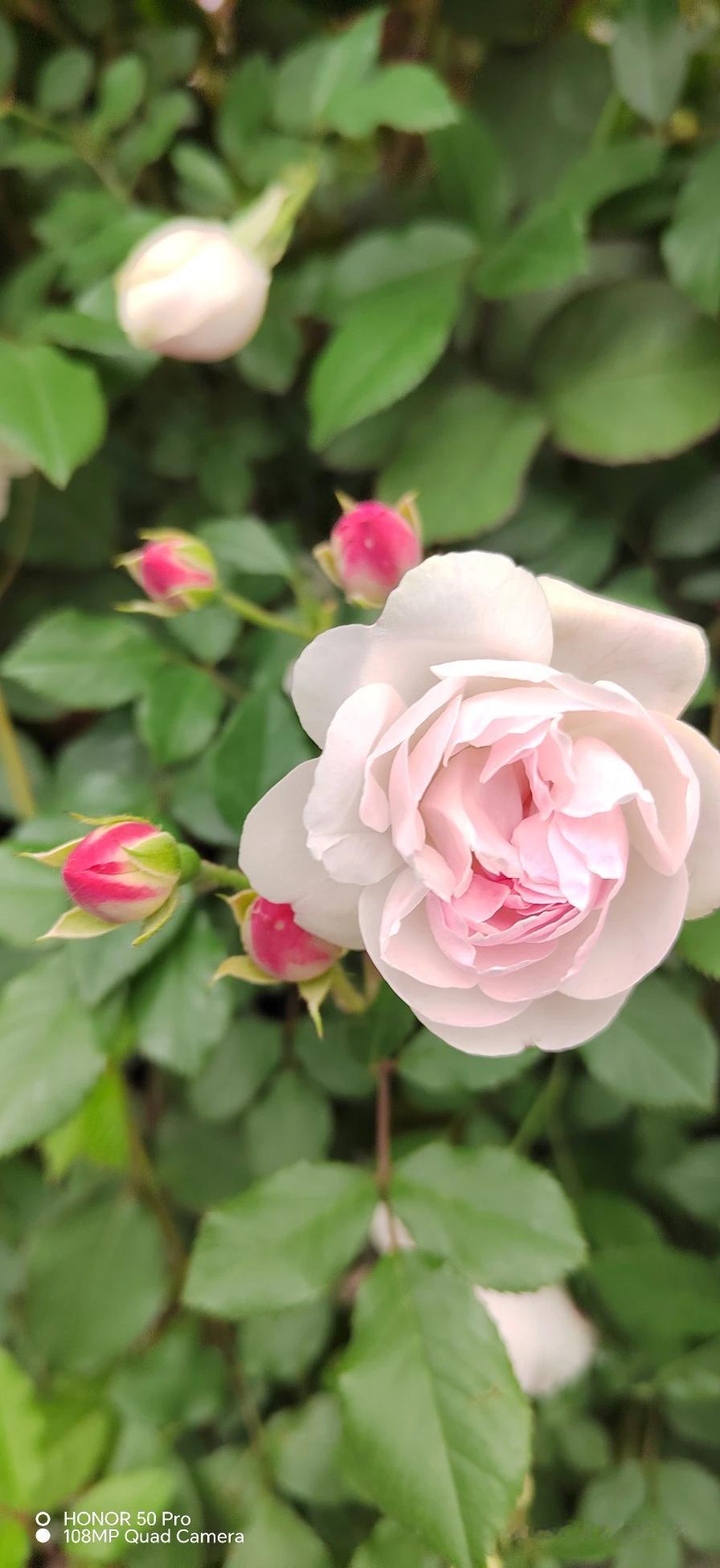 浅粉匀开四月光，
柔瓣舒卷趁熏香。
含苞红韵藏深愿，
岁岁平安花自芳。
一抹浅粉