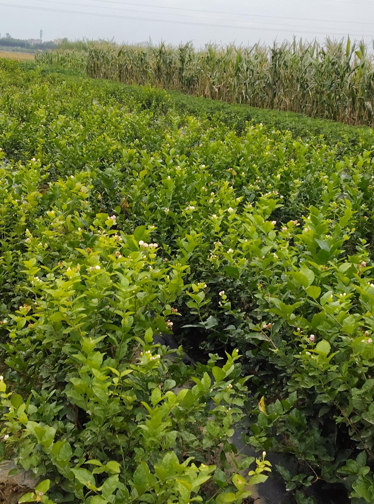 今年的茉莉花收成不错，
但是很多花民都后悔种茉莉花了。

因为今年茉莉花收购的价