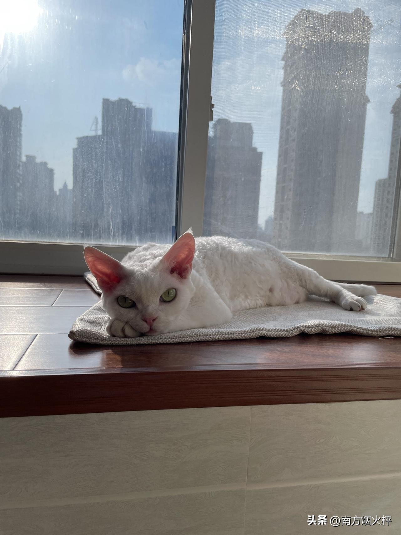 看看，早上的小猫咪还睡在阳台上晒太阳，好在早上还不热。